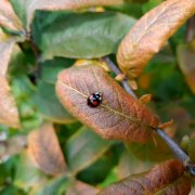 portrait de Auréane.Sol Femme de 32 ans