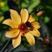 portrait de Whitewolf Femme de 31 ans