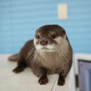 portrait de MisterOtter Homme de 30 ans