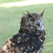 portrait de Zigoulou Non binaire de 28 ans