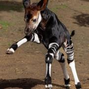 avatar de Okapi
