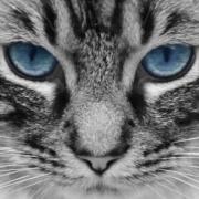 avatar de Sarah N.